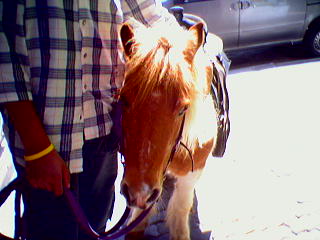 Pony Waiting to Enter Pedestrian Mall